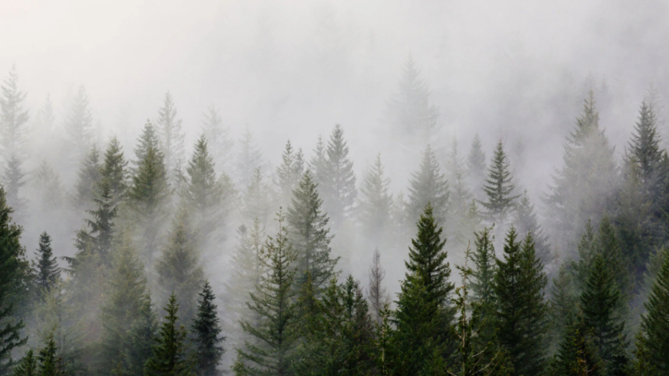 far off trees with fog